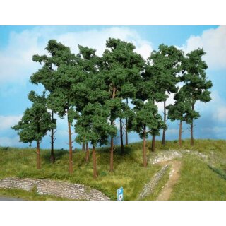 Kiefern 20 cm (5 Stk.)