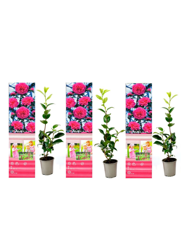 OH2 3er-Set Kamelien in Rosa günstig kaufen onesize