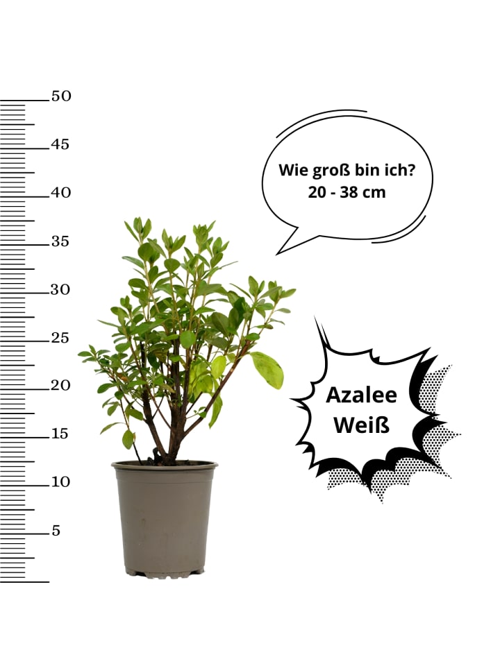 OH2 3er-Set: Azalee in Weiss günstig kaufen onesize
