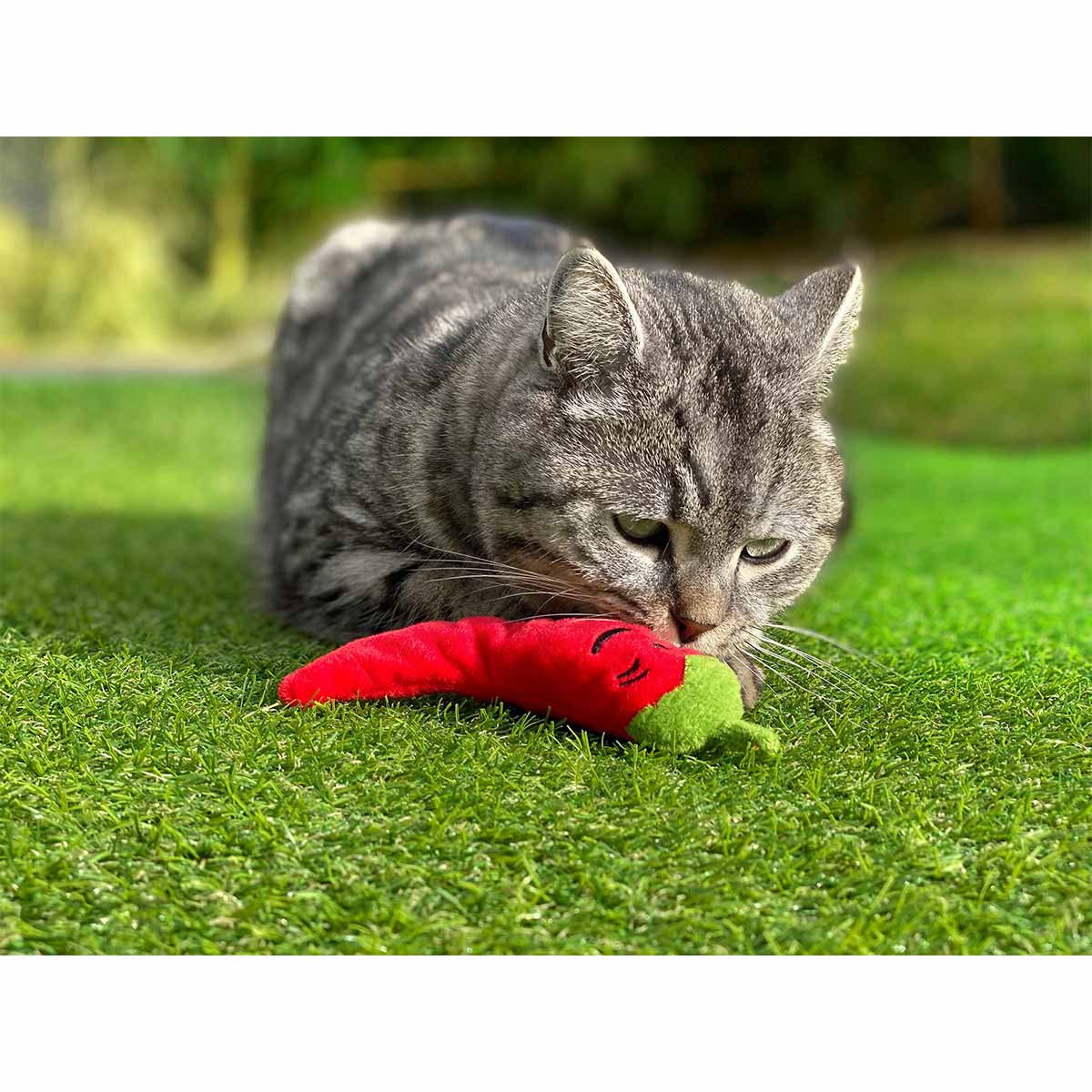 Aumüller Katzenspielkissen Chili günstig kaufen