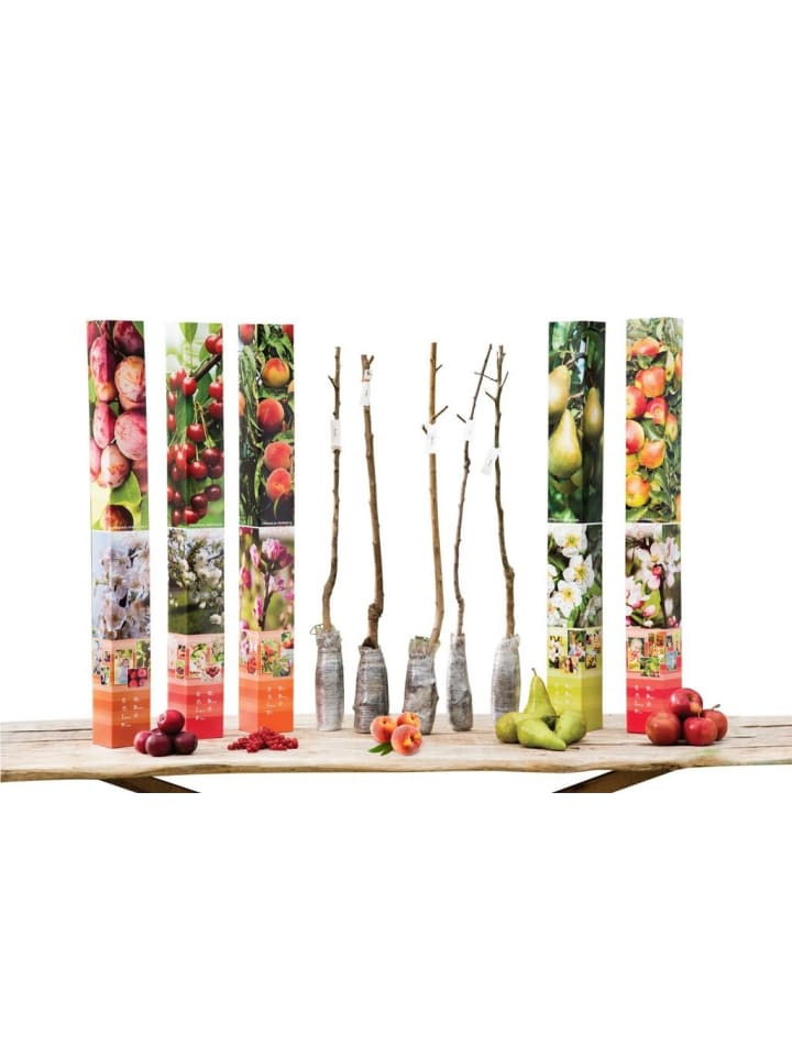 OH2 5er-Set: Obstbäume in Bunt günstig kaufen onesize