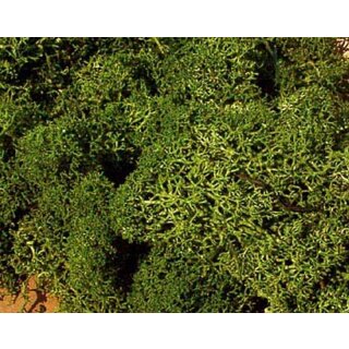 Islandmoos mittelgrün 75 g