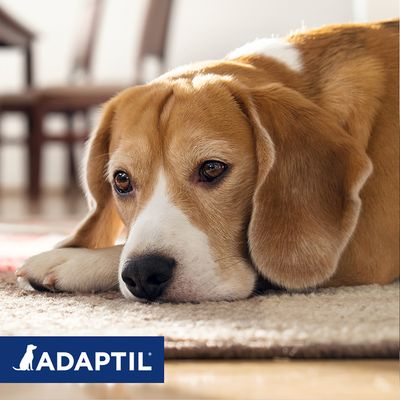 ADAPTIL® Calm Halsband für Hunde