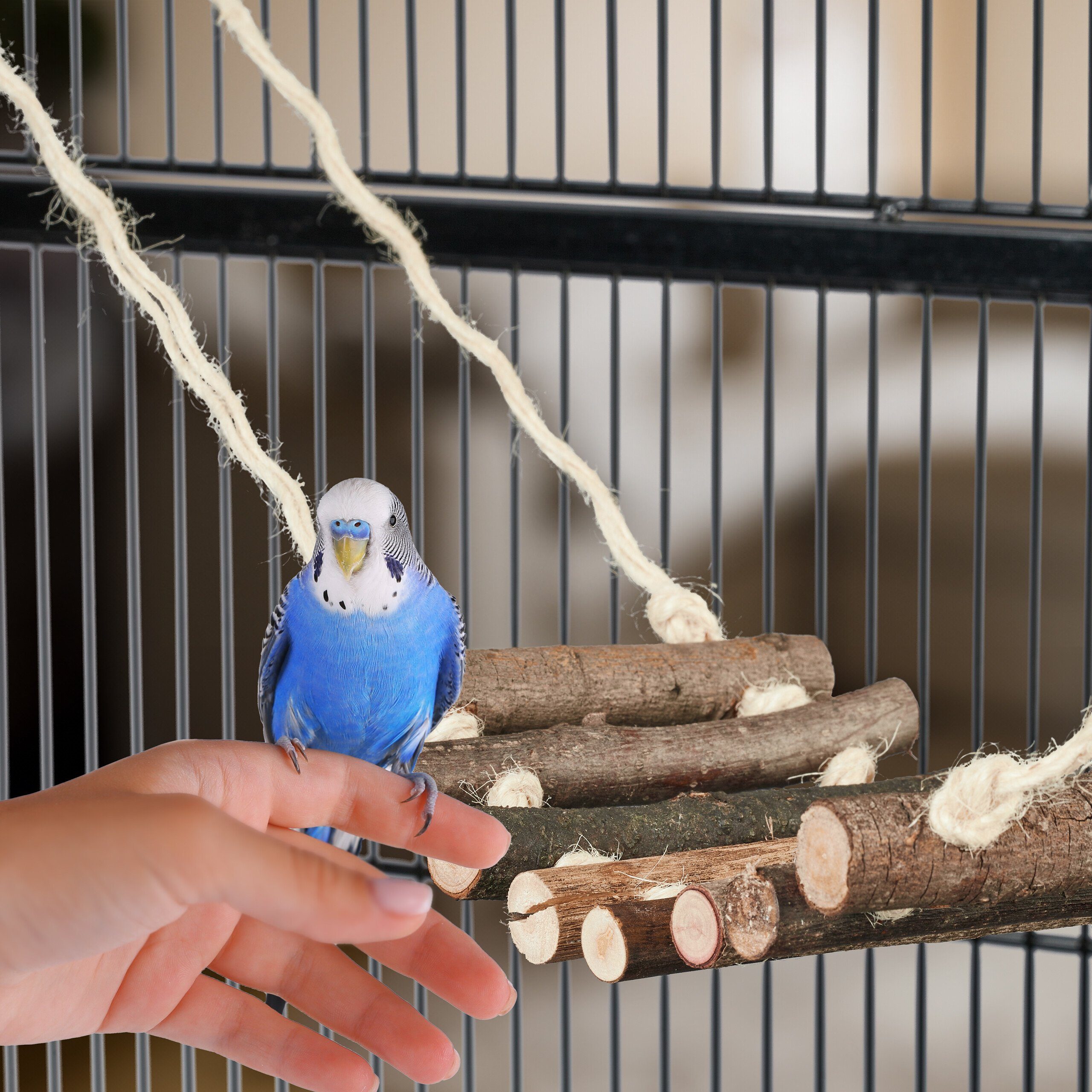 relaxdays Vogelspielplatz Vogelspielzeug Kokosnuss mit Holzleiter