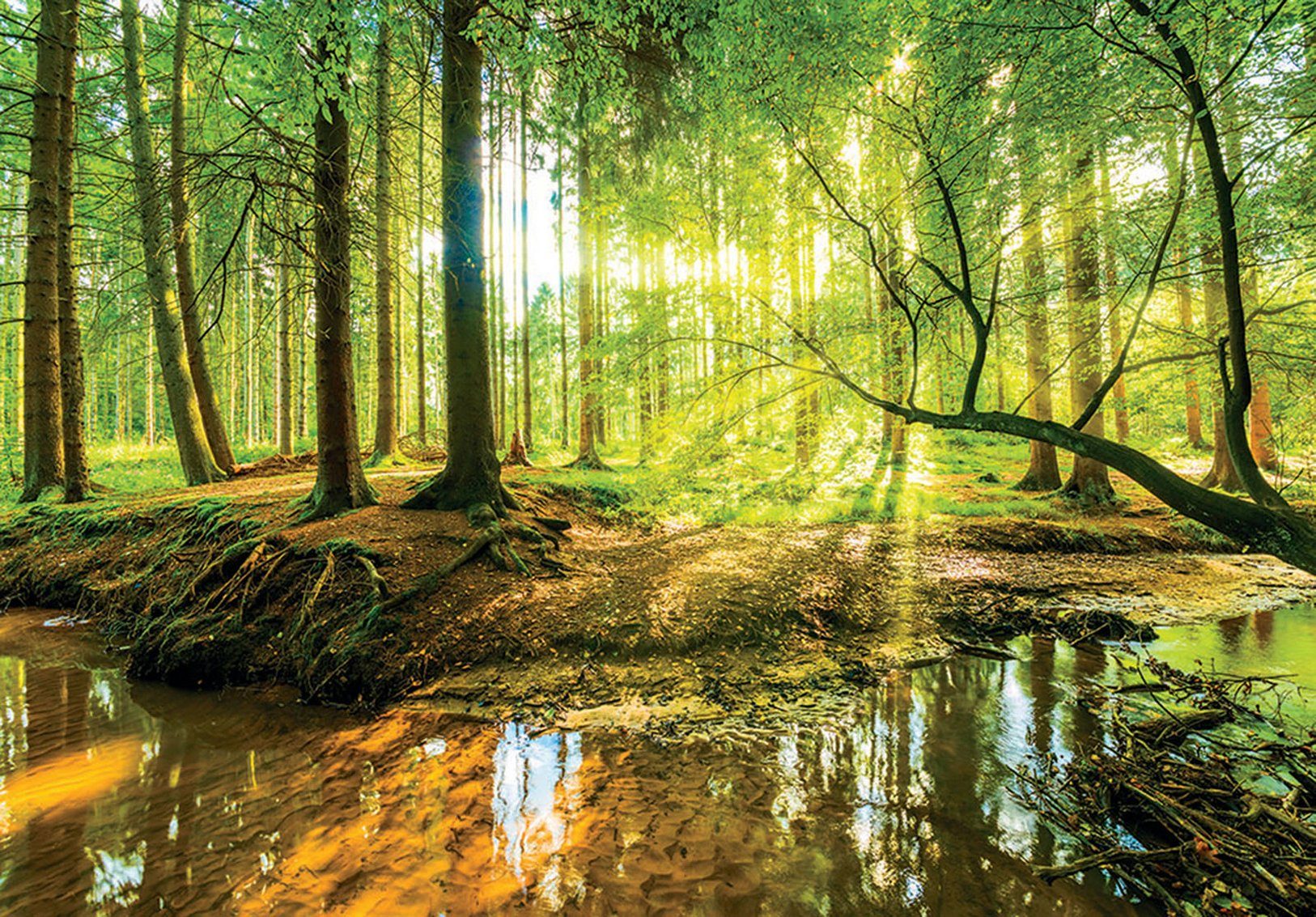 Consalnet Vliestapete SONNIGER WALD, grafisch, natur, fototapete für Wohnzimmer oder Schlafzimmer