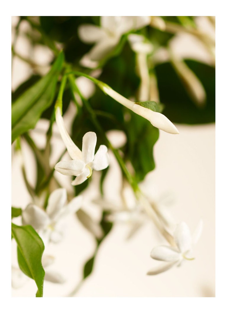 Rituals Sweet Jasmine roku mazgāšanas līdzekļa uzpilde - roku ziepes 600 ml