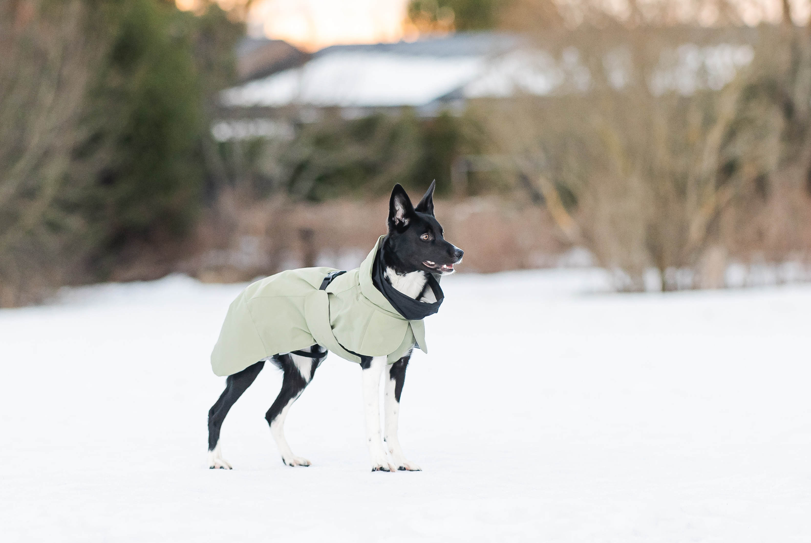 Paikka Hundemäntel Paikka Visibility Winter Jacket green 30 cm