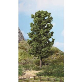 Buche 20 cm (1 Stk.)