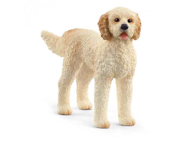 Chien Goldendoodle