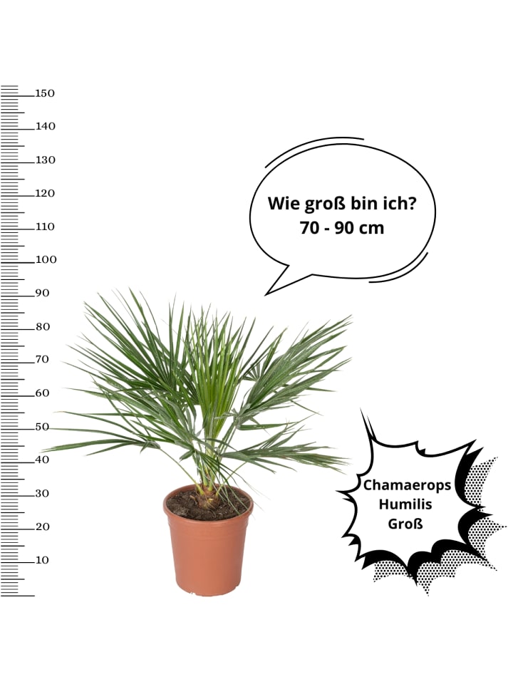 OH2 Chamaerops humilis Groß in Grün günstig kaufen onesize