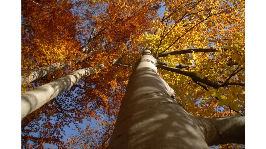 Das grüne Wunder - Unser Wald