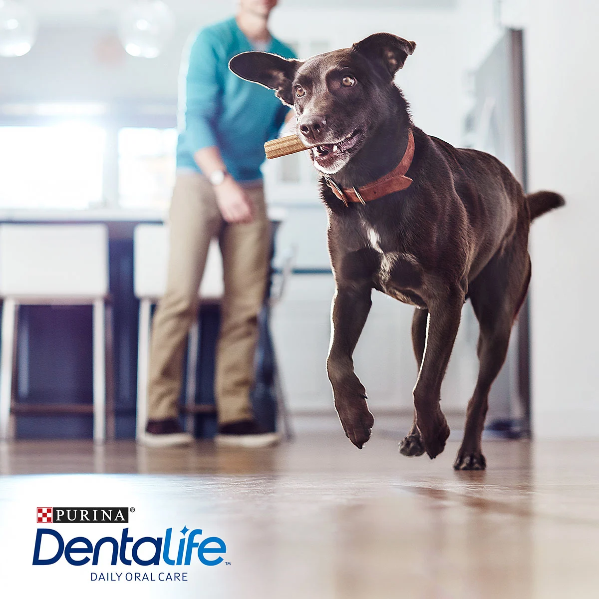 Purina DentaLife Tägliche Zahnpflege-Snacks für große Hunde Maxipack
