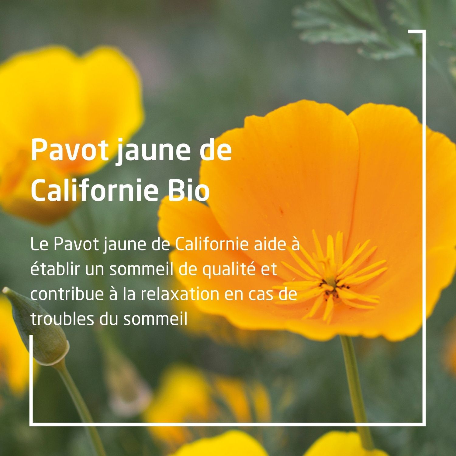 Weleda EPB® Pavot Jaune de Californie Bio Sommeil - Complément Alimentaire Naturel - 60 ml