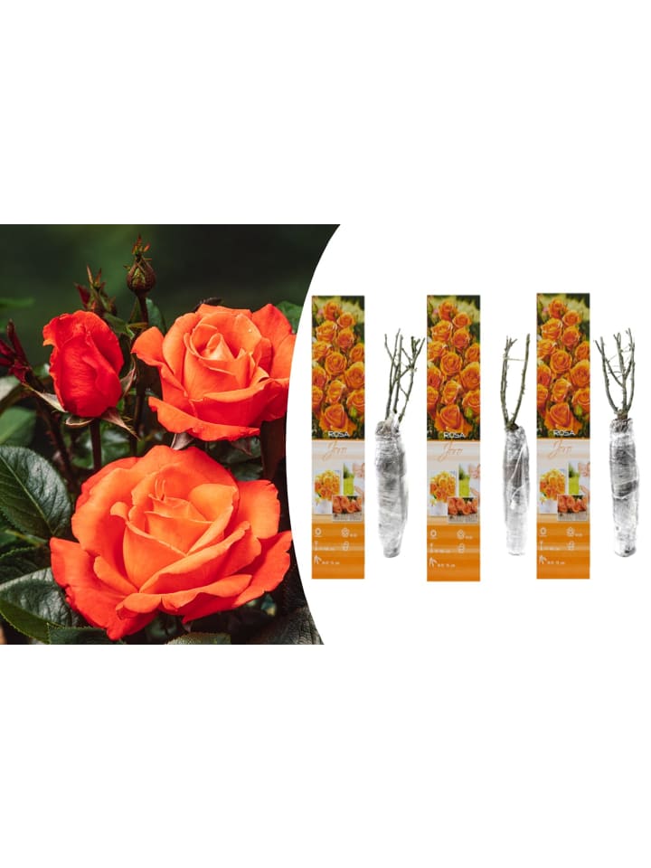 OH2 3er-Set Großblütige Rosen in Orange günstig kaufen onesize