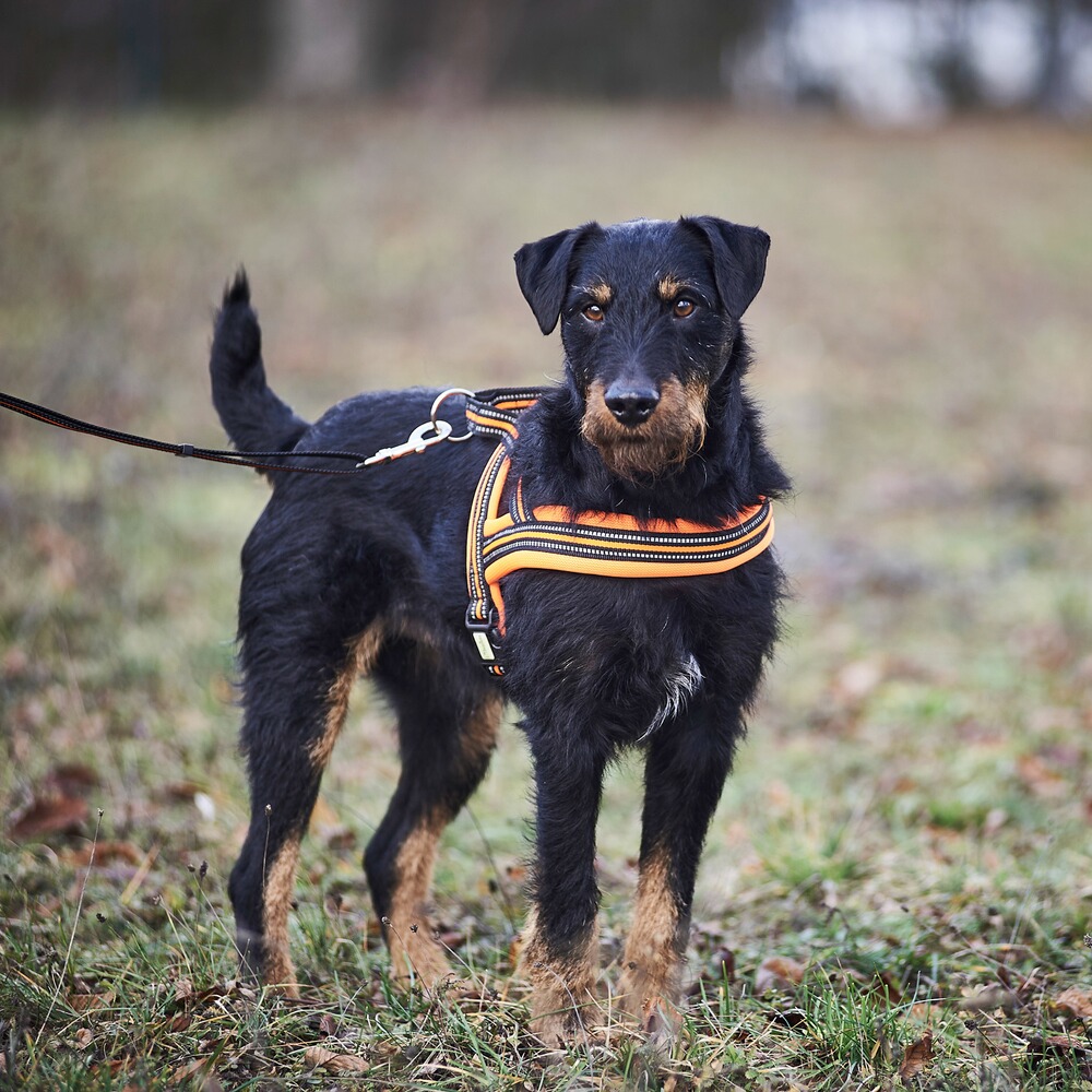 Heim Hundegeschirr Signal