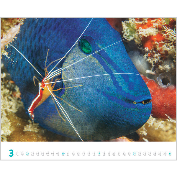DIVE 2024 - Kalender