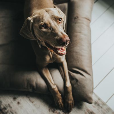 HUNTER Hundebett Bologna, stein