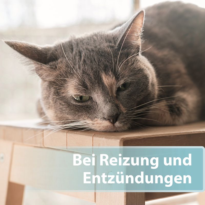 Felisept Hautpflege-Spray zu TOP-Preisen