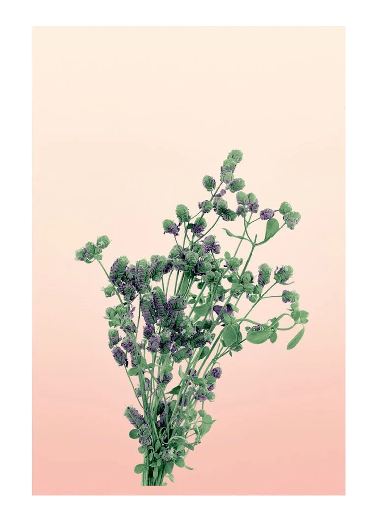 LOEWE vidēja lieluma oregano svece - aromātiskā svece 610 grami