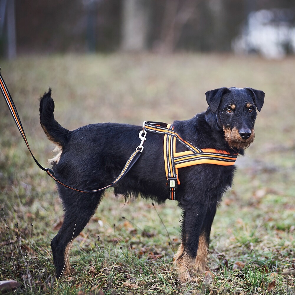 Heim Hundegeschirr Signal