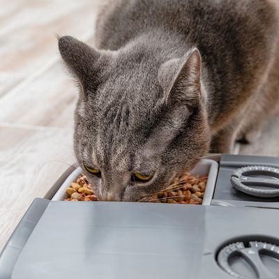 PetSafe® Futterautomat für 2 Mahlzeiten