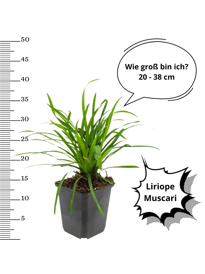 OH2 4er-Set Leliengras Liriope Muscari in Lila günstig kaufen onesize