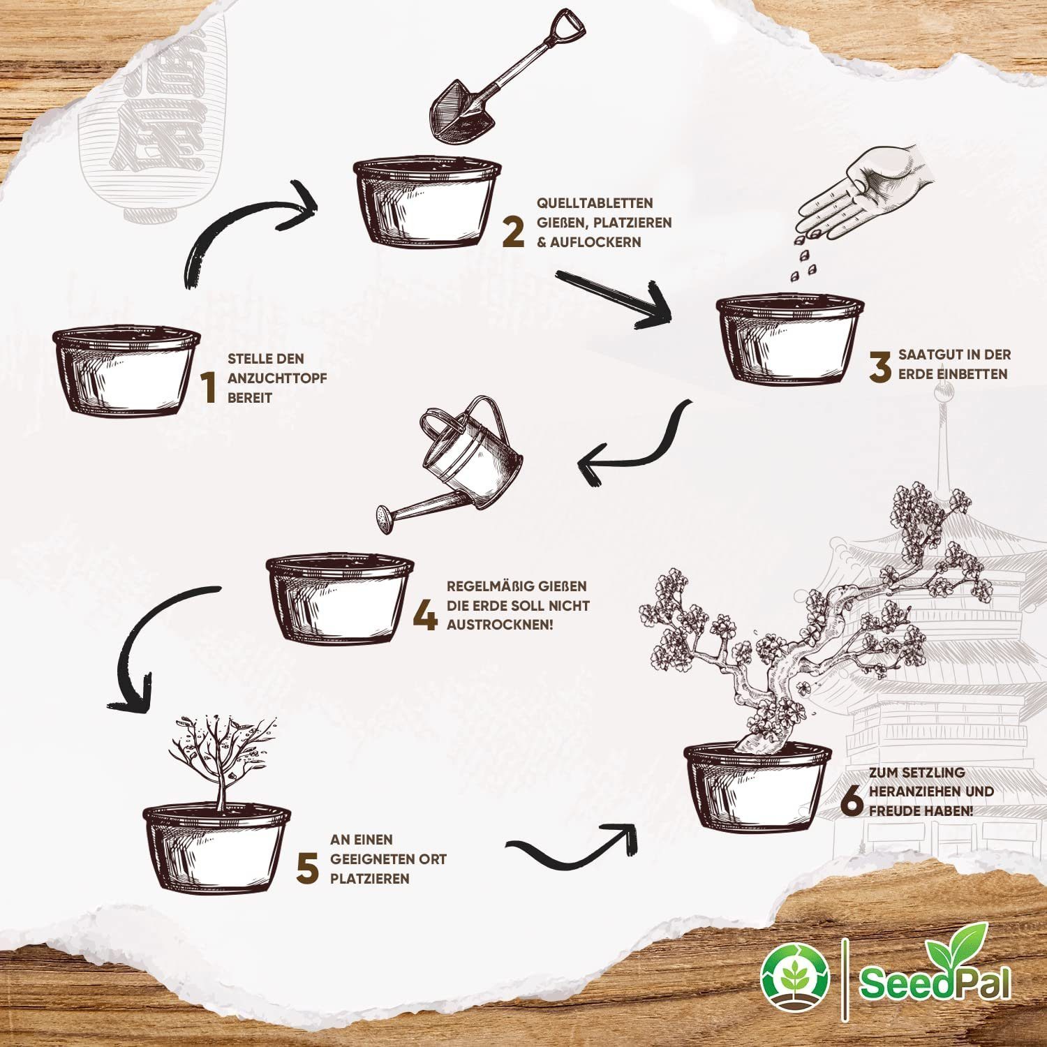 Kunstbonsai Easy Bonsai Starter Kit - Bonsai Anzuchtset 4 versch. Bonsai Samen Bonsaisamen, SeedPal, In Zusammenarbeit mit der niederbayrischen Lebenshilfe