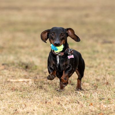 Hundespielzeug Limoen Ball