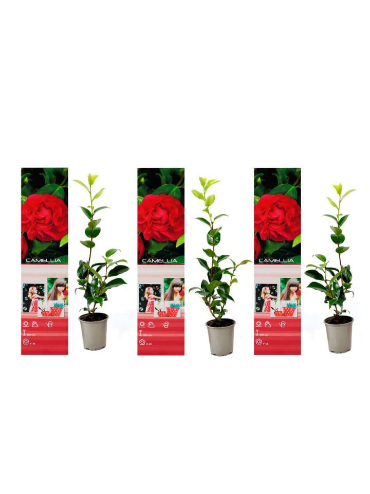 OH2 3er-Set Kamelien in Rot günstig kaufen onesize