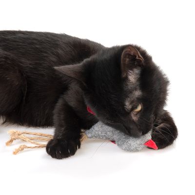 zoolove Katzenspielzeug Filzvogel