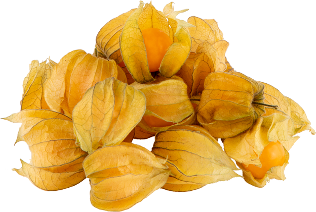Physalis