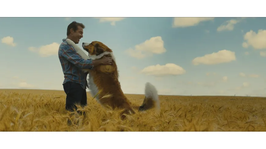 Bailey - Ein Hund kehrt zurück