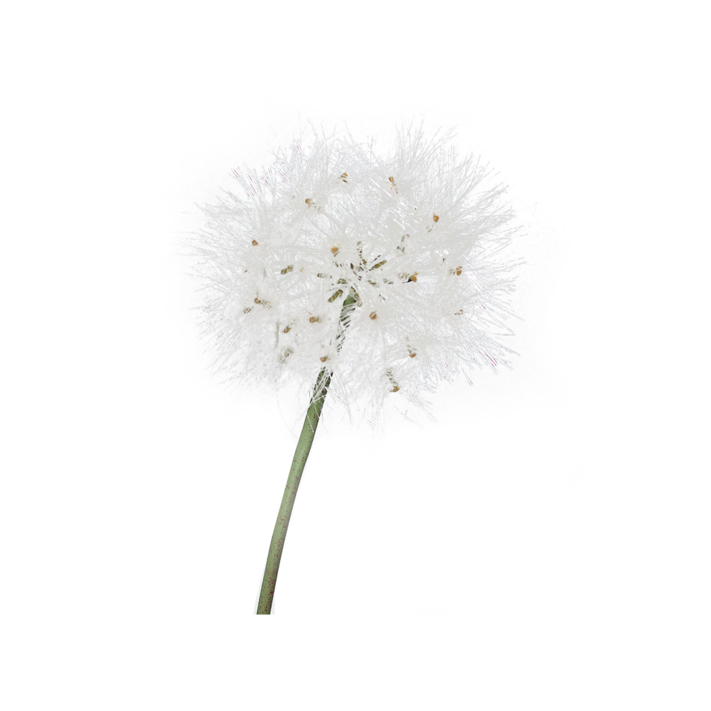 Pusteblume weiß/grün