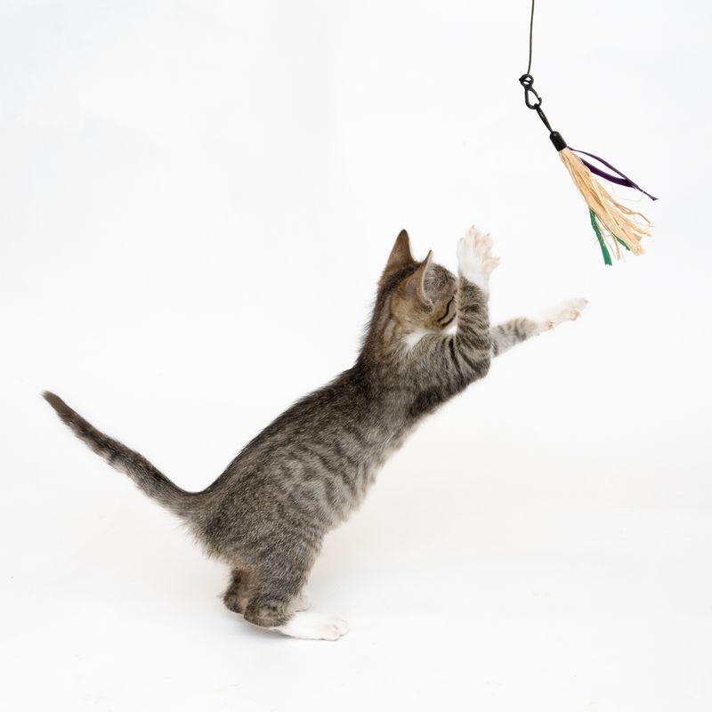 Katzenangel 3 in 1 zu TOP-Preisen