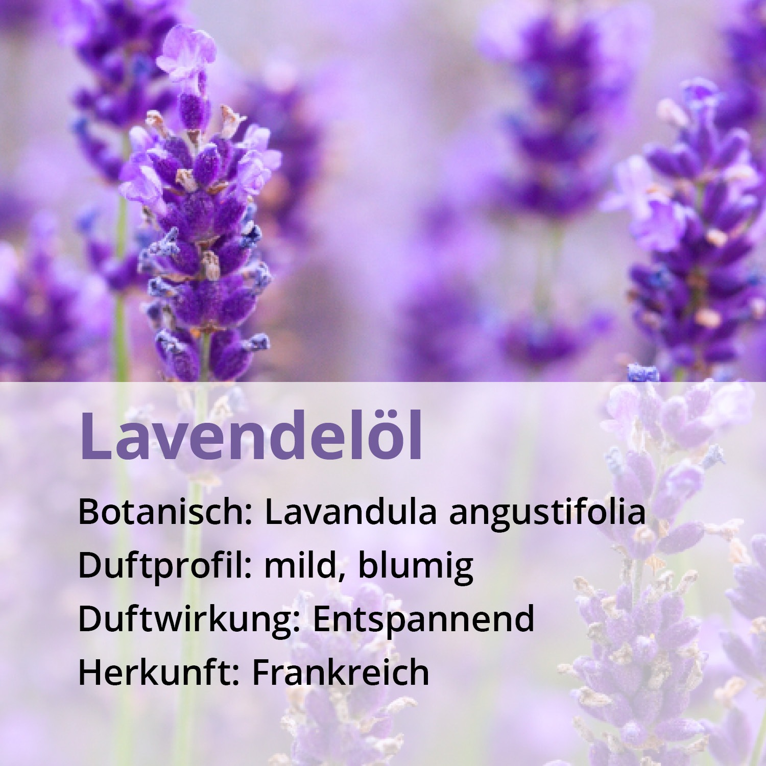LAVENDEL ÖL naturrein ätherisch