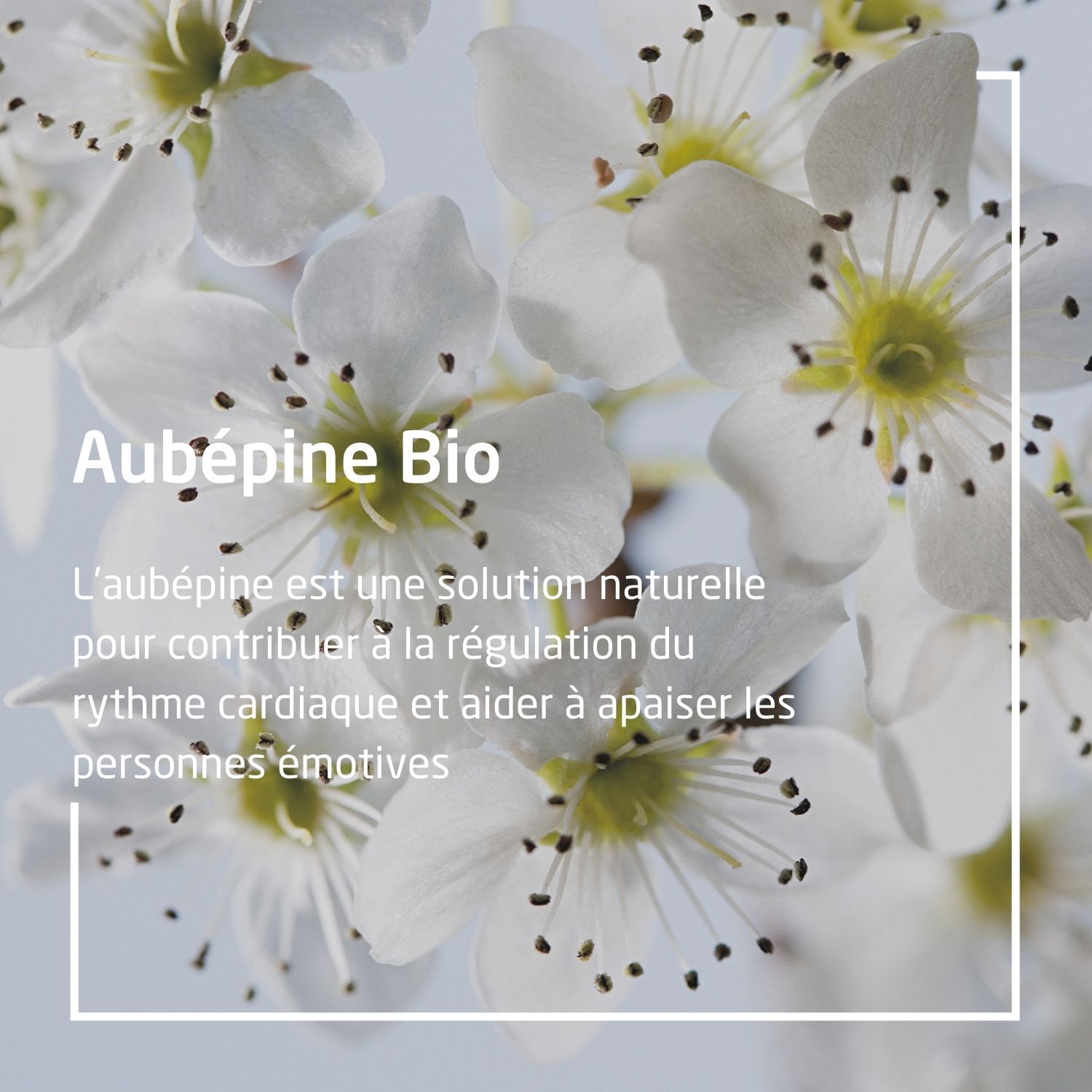 Weleda EPB® Aubépine Bio Émotivité - Complément Alimentaire Naturel - 60 ml