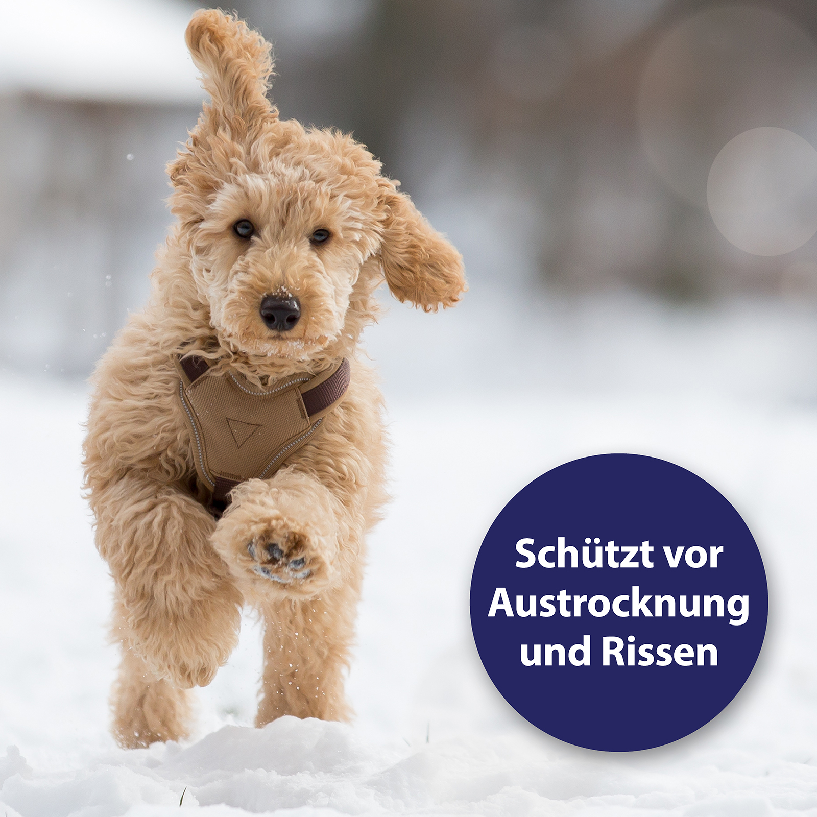 Canosept Pfotenpflege Canosept Pfotenpflege für Hunde 75 g