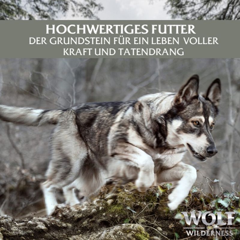 Sparpaket Wolf of Wilderness Adult 24 x 800 g - Single Protein