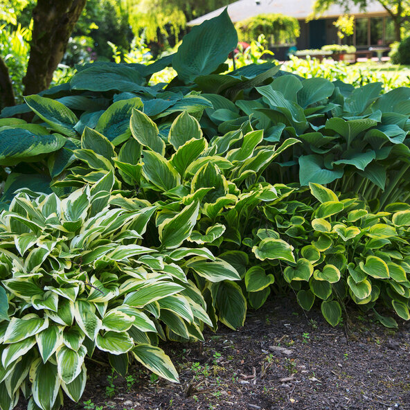 Hosta „Schattenzauber“ 3er-Set