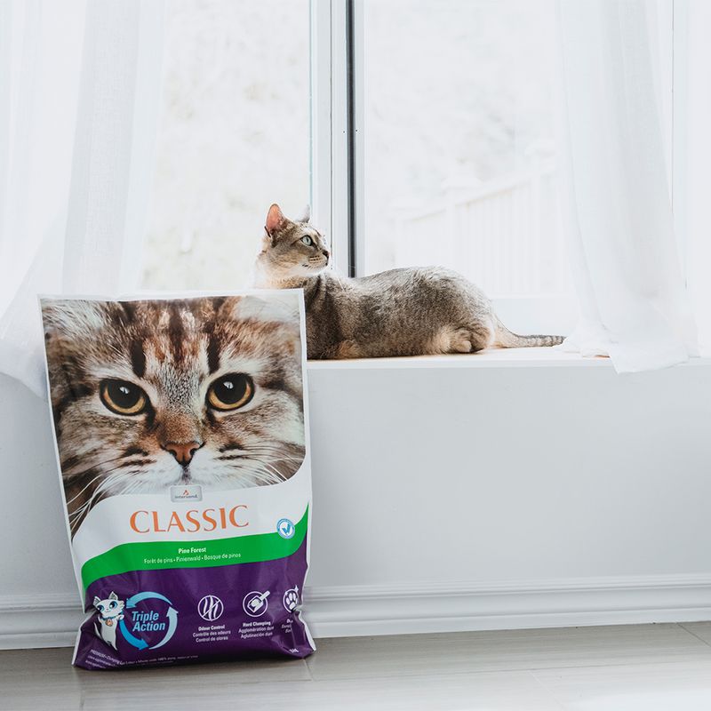 Intersand Classic Katzenstreu Pinienwald