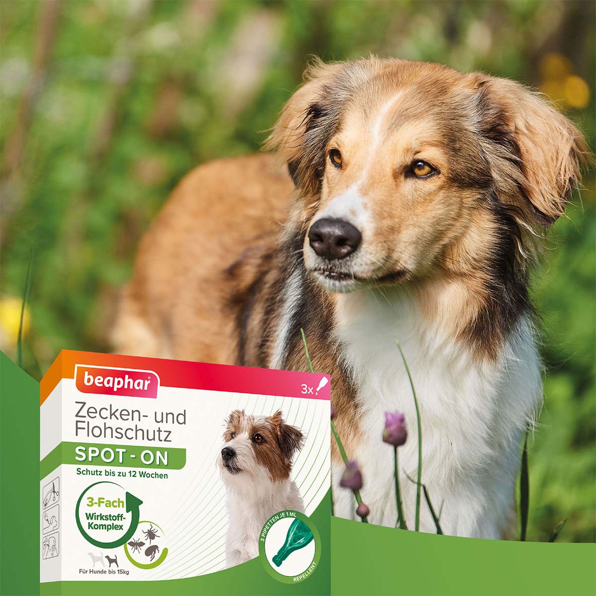 beaphar Spot On Tropfen für kleine Hunde + Zeckenstift gratis