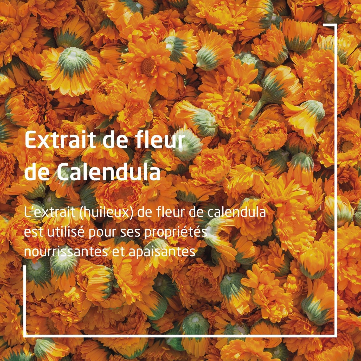 Weleda Calendula Baby Huile de Massage Douceur - Eveil et Soin - 200 ml