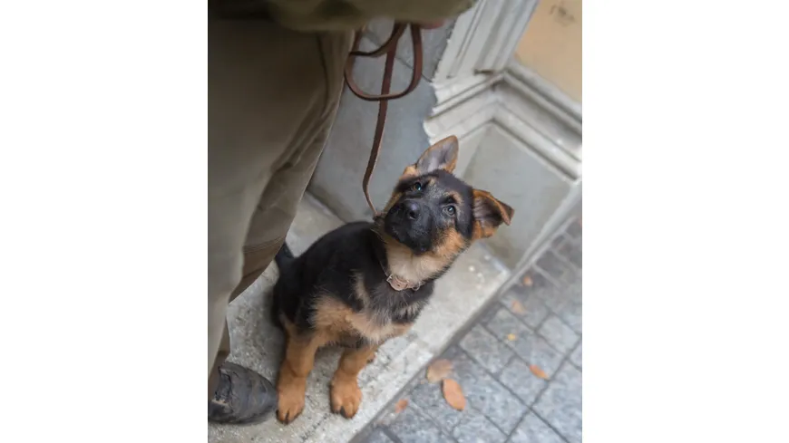 Shepherd – Die Geschichte eines Helden