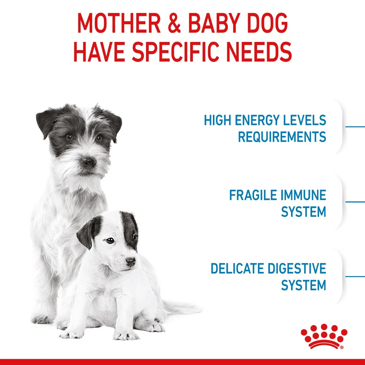 ROYAL CANIN MINI Starter Trockenfutter für tragende Hündinnen und Welpen kleiner Rassen
