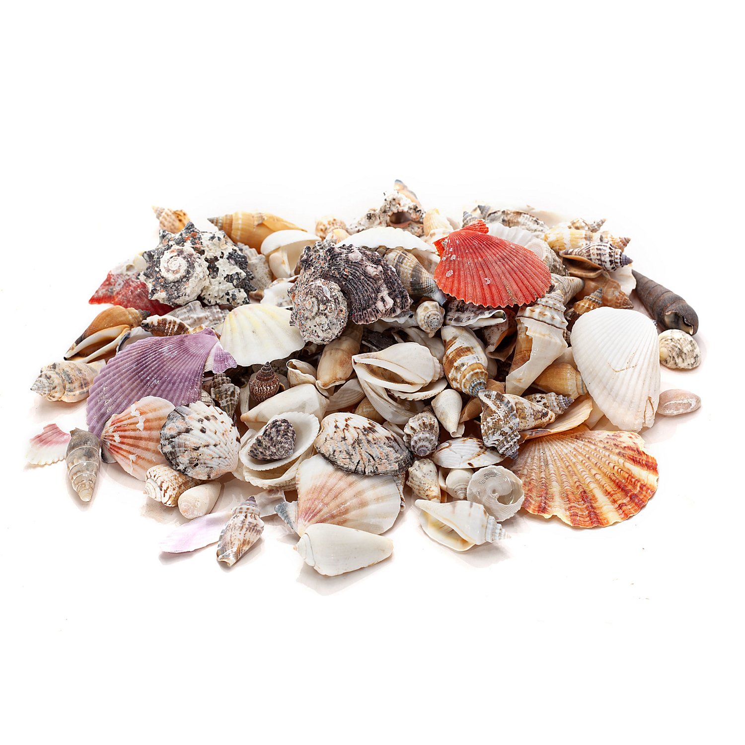 Echte Muschelschalen, 1–6 cm, 1 kg