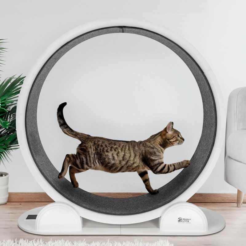 Modern Living Katzenlaufrad Singapore zu TOP-Preisen | bitiba %
