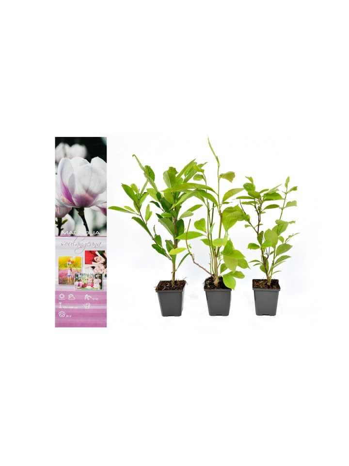 OH2 3er-Set Magnolien Soulangeana in Dunkel Rosa günstig kaufen onesize