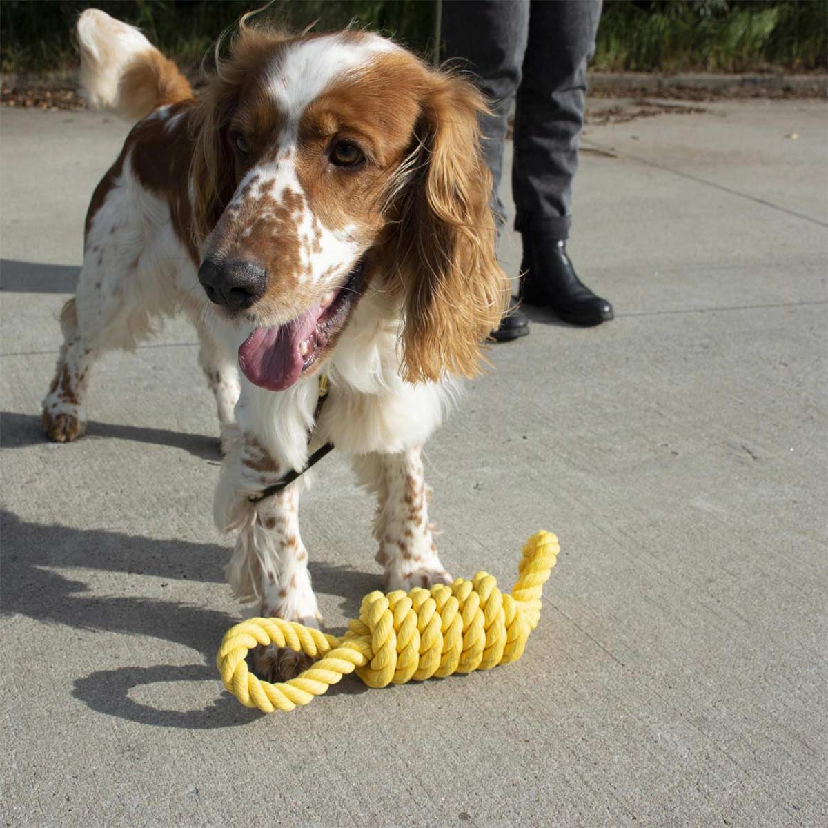Ebi Bite Me - Tug Life Tau gelb 32cm günstig kaufen bei ZooRoyal