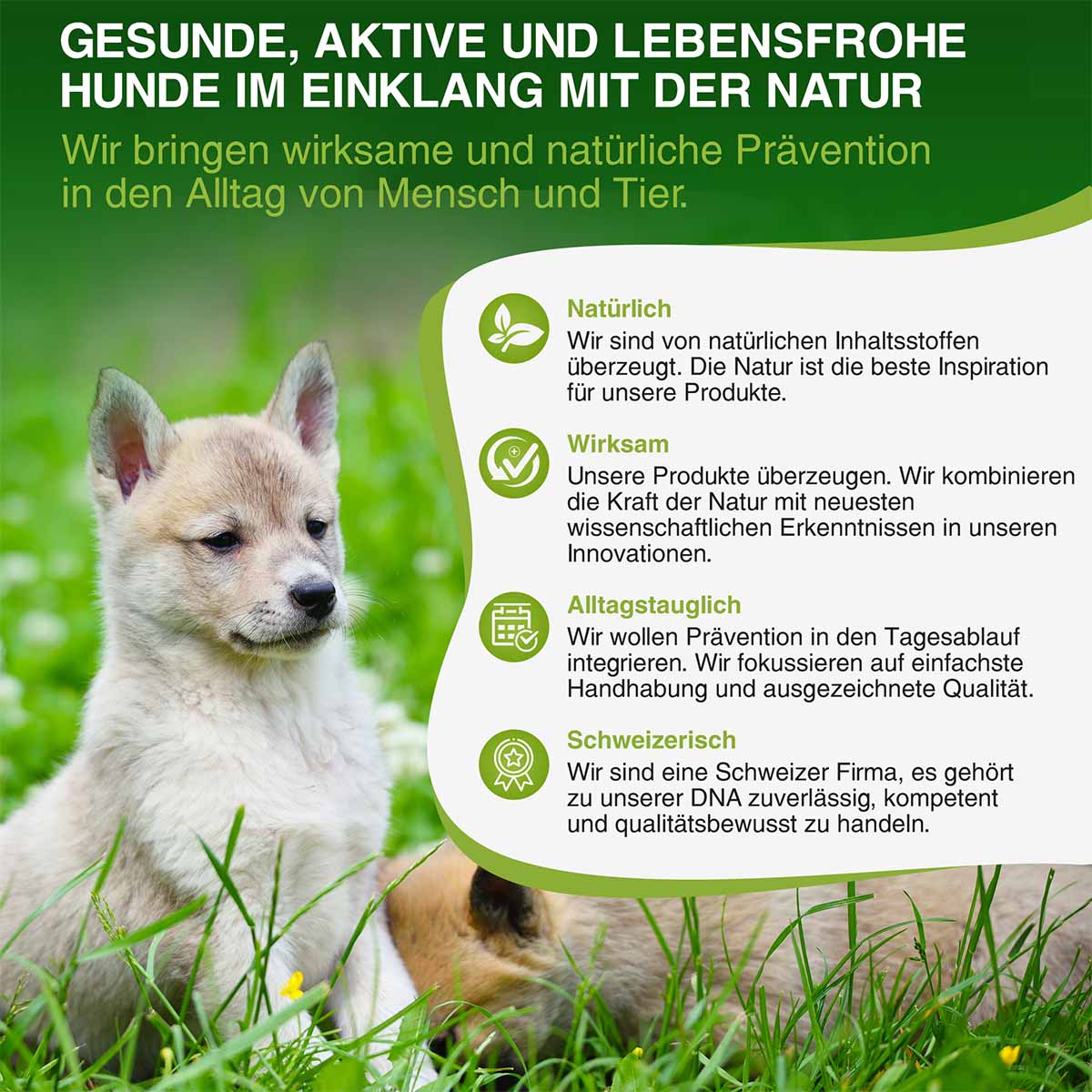 bogacare Perfect Eye Cleaner Hund 100 ml kaufen bei ZooRoyal