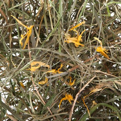 Greenwoods Wiesenheu 1 kg